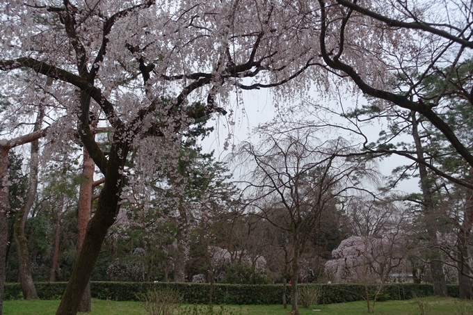 京都桜速報2019_03　No13