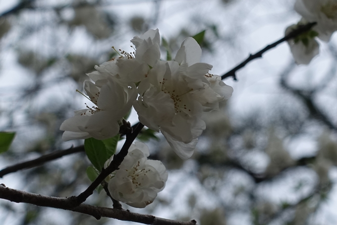 京都桜速報2019_03　No14