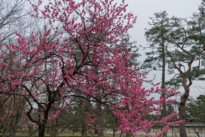 京都桜速報2019_03　No16