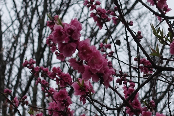 京都桜速報2019_03　No17