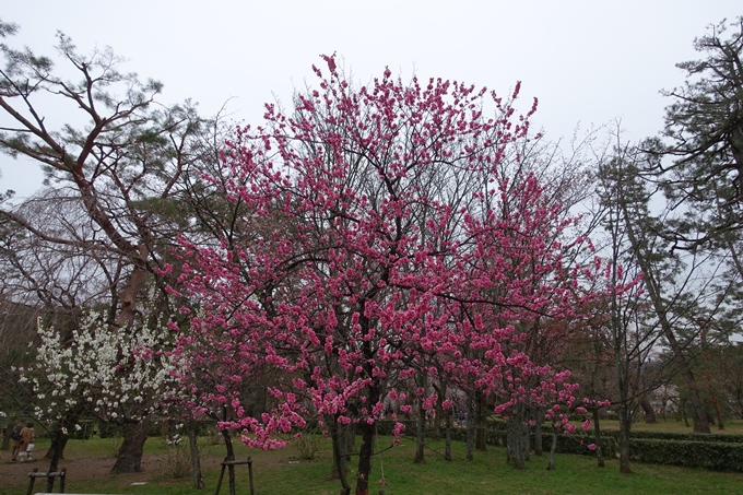 京都桜速報2019_03　No18