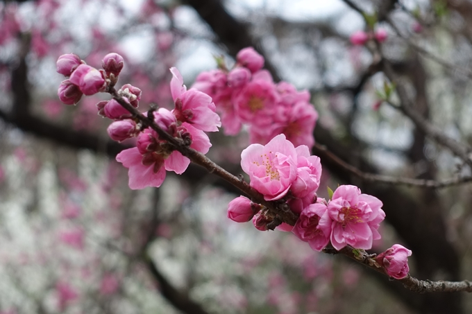 京都桜速報2019_03　No19