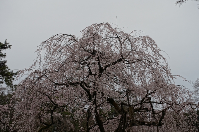 京都桜速報2019_03　No21