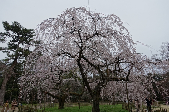 京都桜速報2019_03　No22