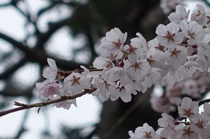 京都桜速報2019_03　No23