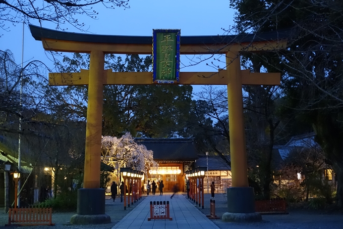 京都桜速報19 その４ 平野神社 ライトアップ ガイドブックに載らない京都