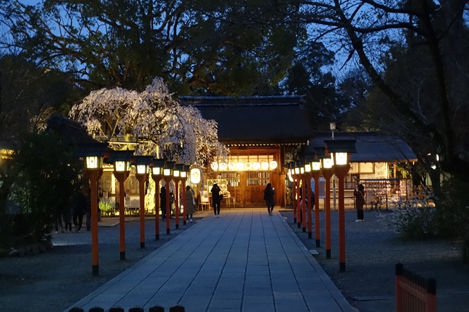 京都桜速報19 その４ 平野神社 ライトアップ ガイドブックに載らない京都