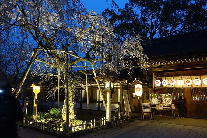 京都桜速報2019_04　No4