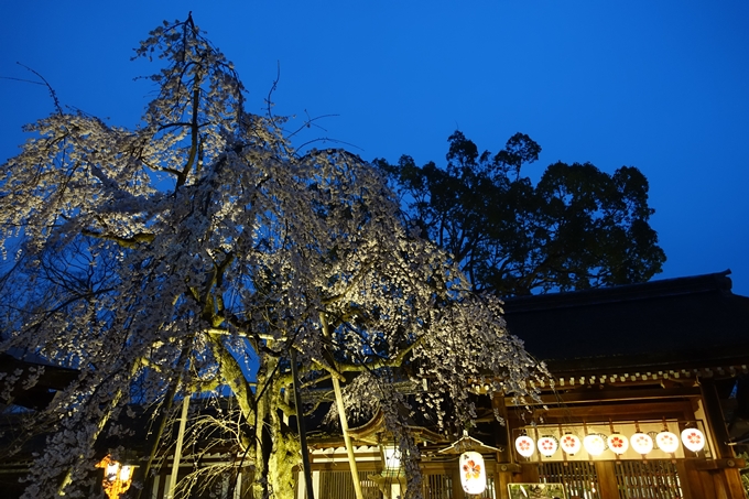 京都桜速報2019_04　No8