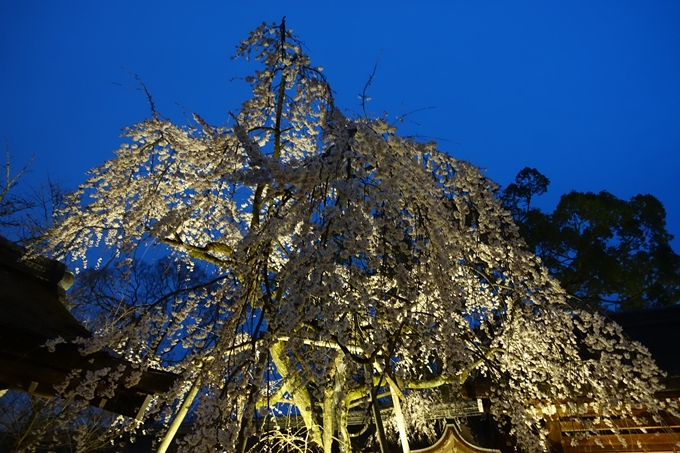 京都桜速報2019_04　No10