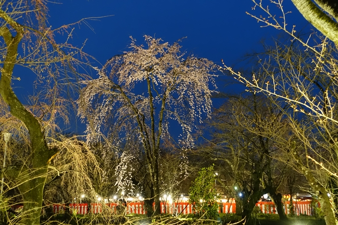 京都桜速報2019_04　No13