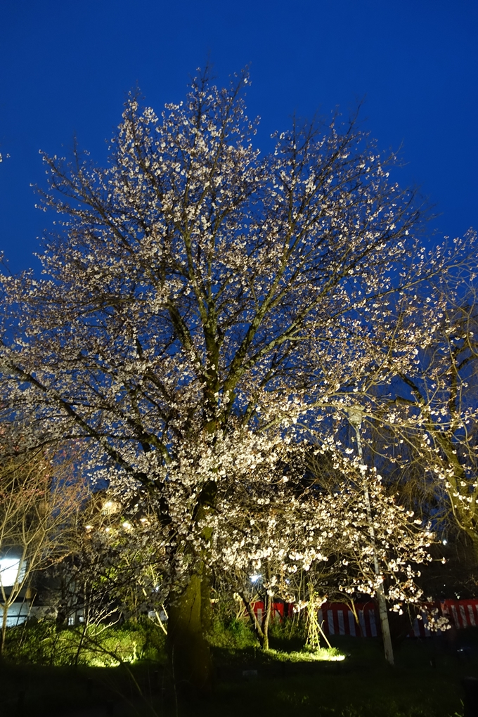 京都桜速報2019_04　No14