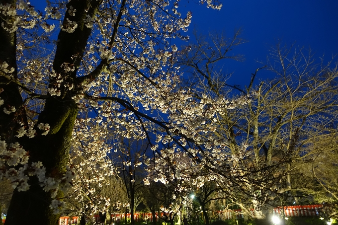 京都桜速報2019_04　No15