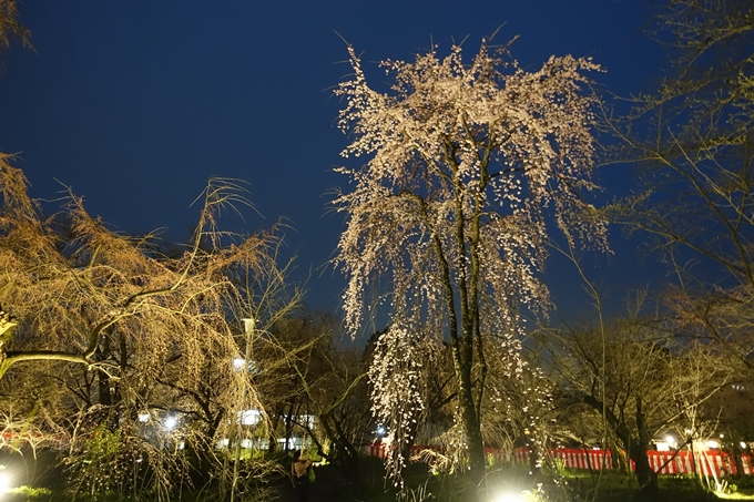 京都桜速報2019_04　No17