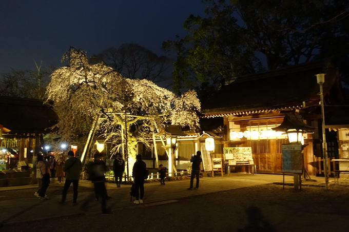 京都桜速報2019_04　No19