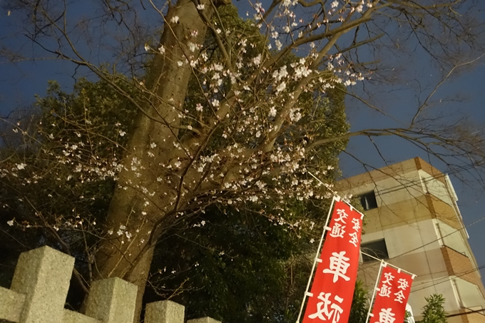 京都桜速報2019_04　No22