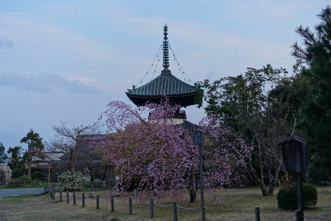 京都桜速報2019_05　No4