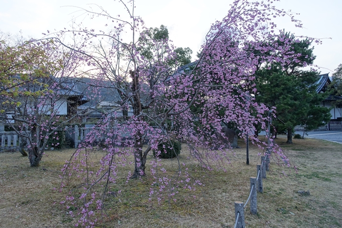 京都桜速報2019_05　No5