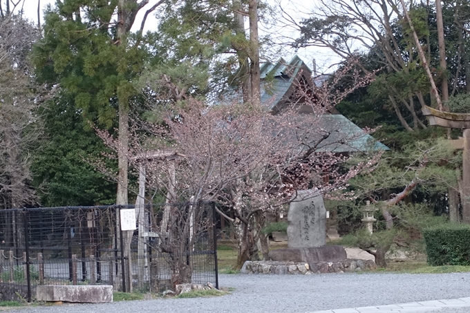 京都桜速報2019_05　No6