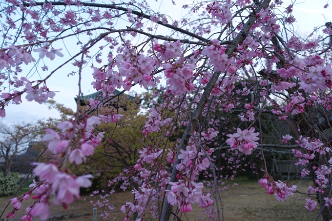 京都桜速報2019_05　No7