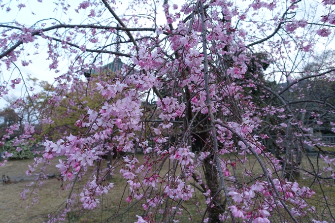 京都桜速報2019_05　No8