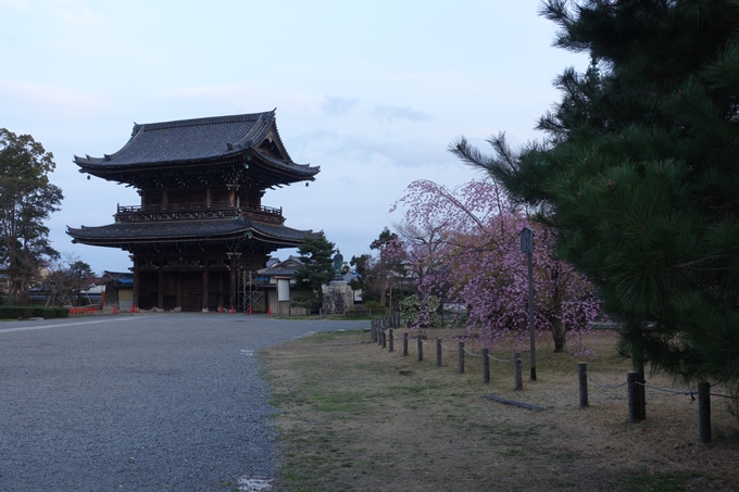 京都桜速報2019_05　No3