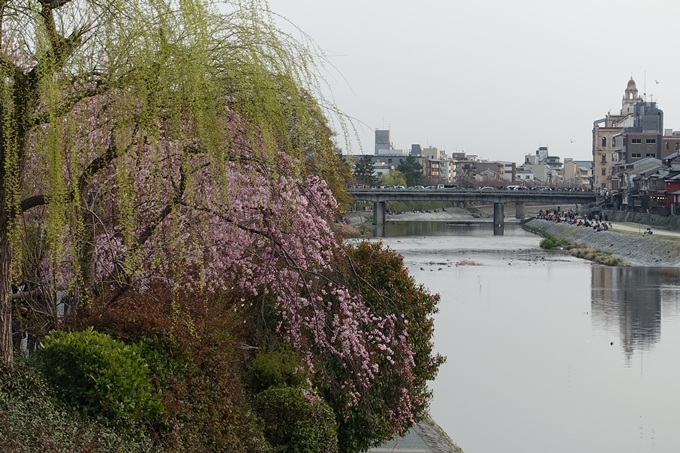 京都桜速報2019_06　No2