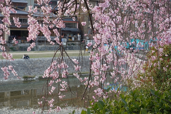 京都桜速報2019_06　No3