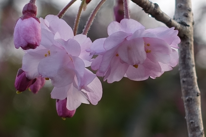 京都桜速報2019_06　No5