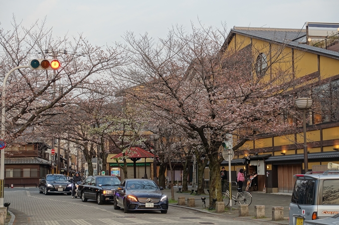 京都桜速報2019_06　No6