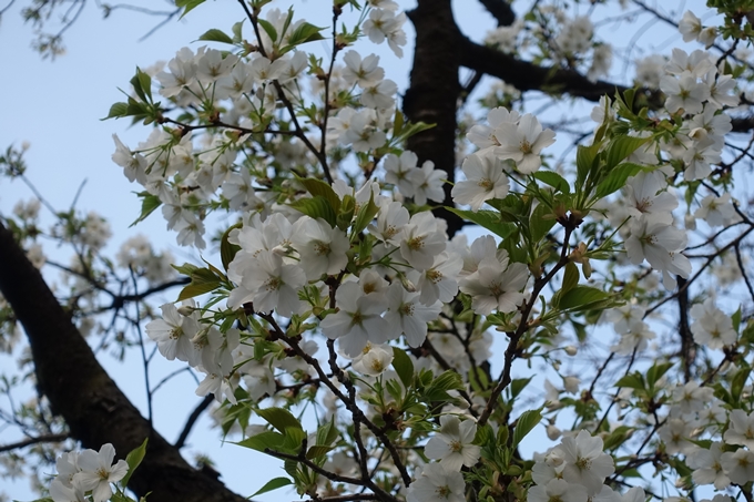 京都桜速報2019_06　No8