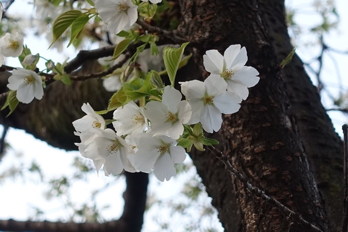 京都桜速報2019_06　No9