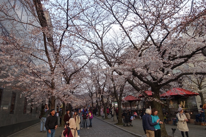 京都桜速報2019_06　No10