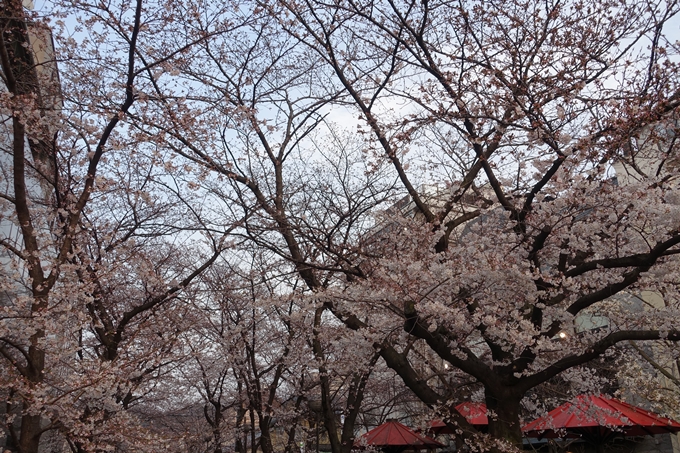 京都桜速報2019_06　No11