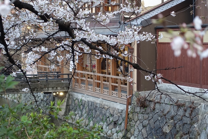 京都桜速報2019_06　No14