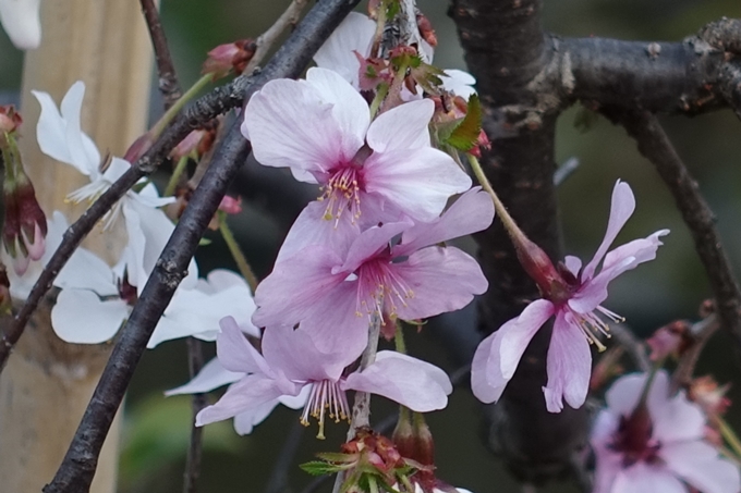 京都桜速報2019_06　No16