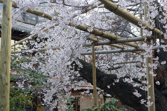 京都桜速報2019_06　No17