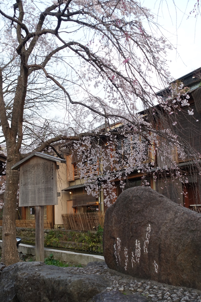 京都桜速報2019_06　No18