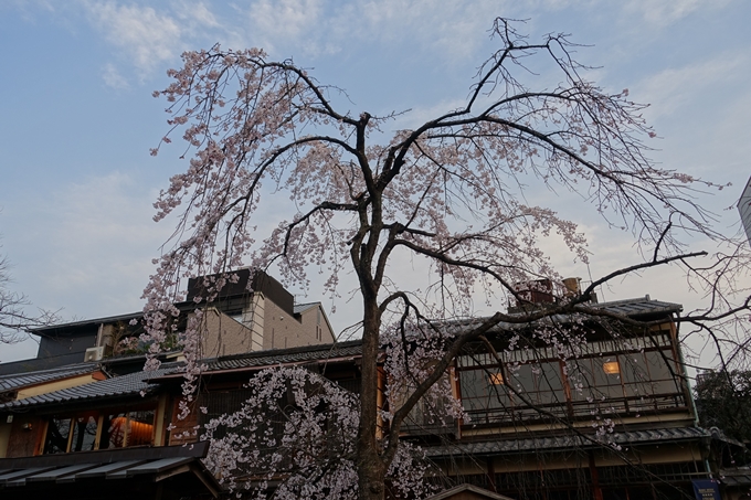 京都桜速報2019_06　No19