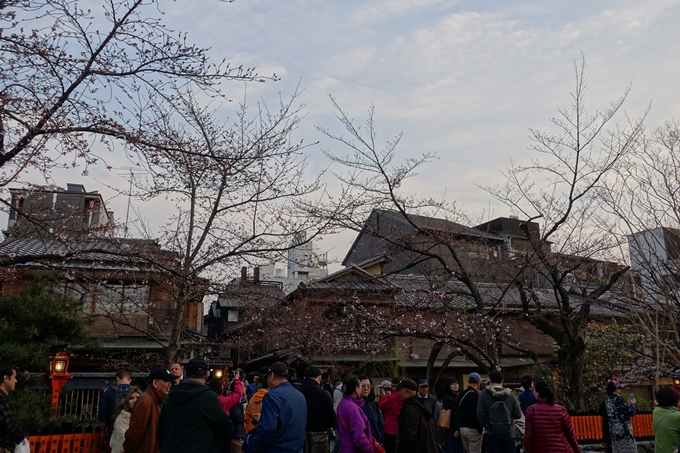 京都桜速報2019_06　No21