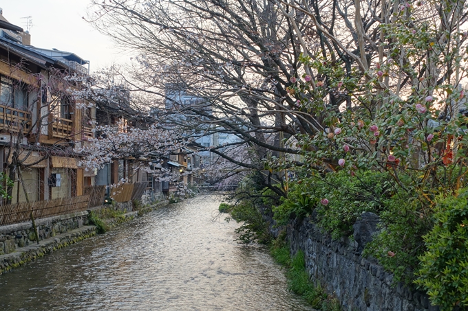 京都桜速報2019_06　No22