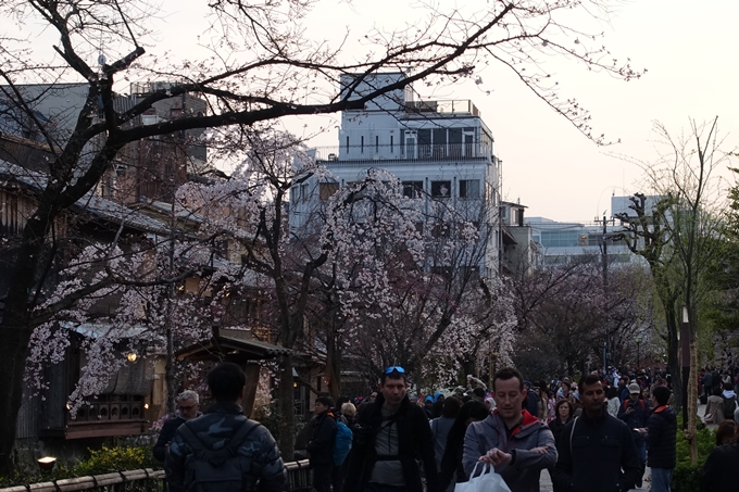 京都桜速報2019_06　No23