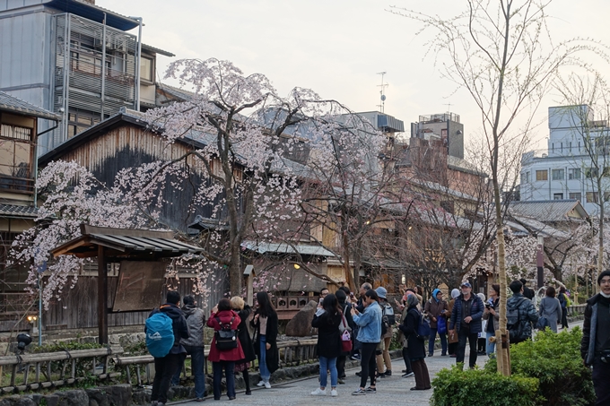 京都桜速報2019_06　No24