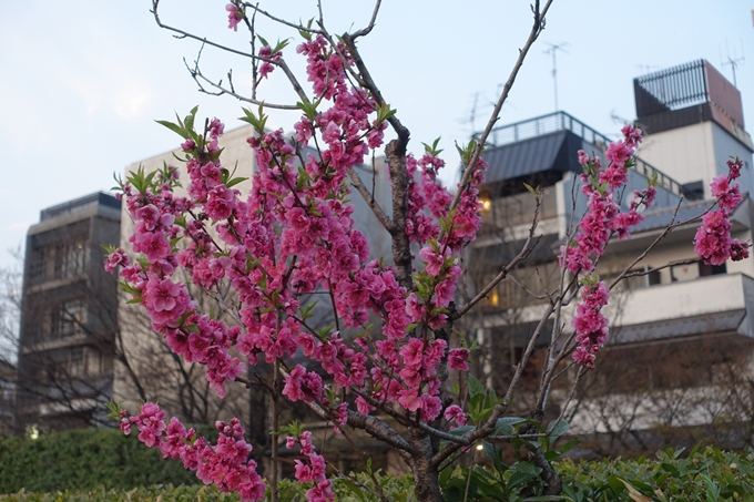 京都桜速報2019_06　No25