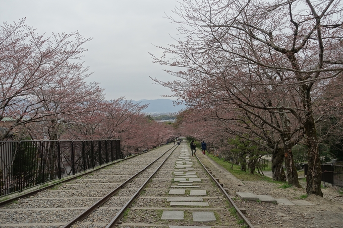 京都桜速報2019_07　No5