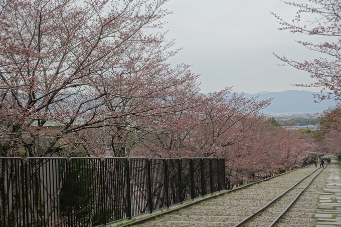 京都桜速報2019_07　No6