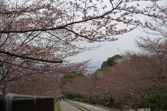 京都桜速報2019_07　No7