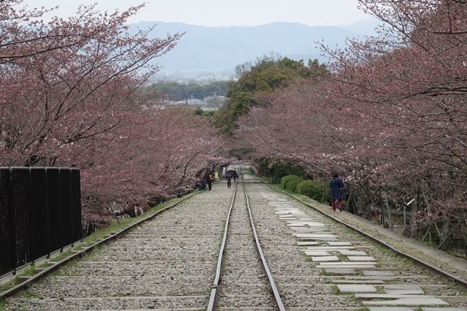 京都桜速報2019_07　No8