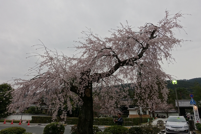 京都桜速報2019_08　No2