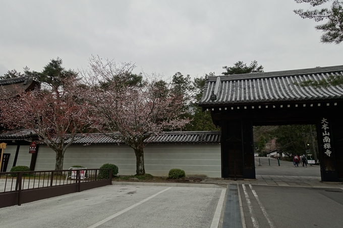 京都桜速報2019_08　No3